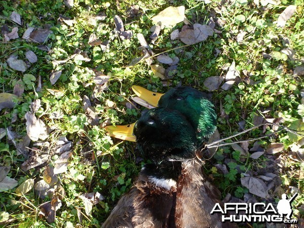 Mallard Duck Hunting in France