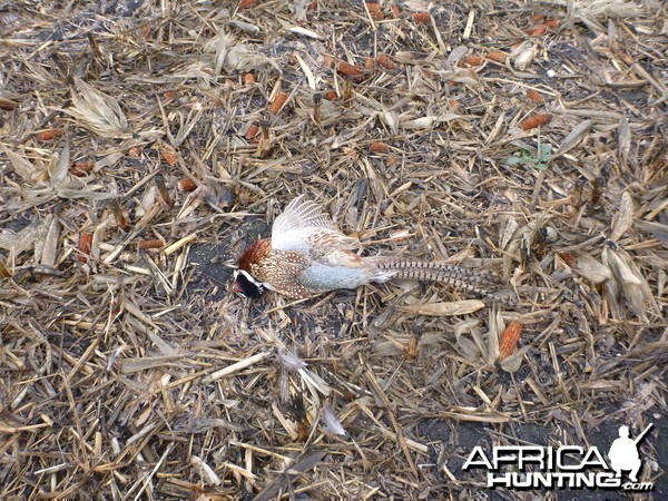 Pheasant Hunting in France