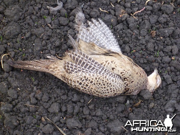 Pheasant Hunting in France