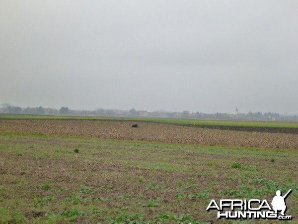 Wild Boar Hunting in France