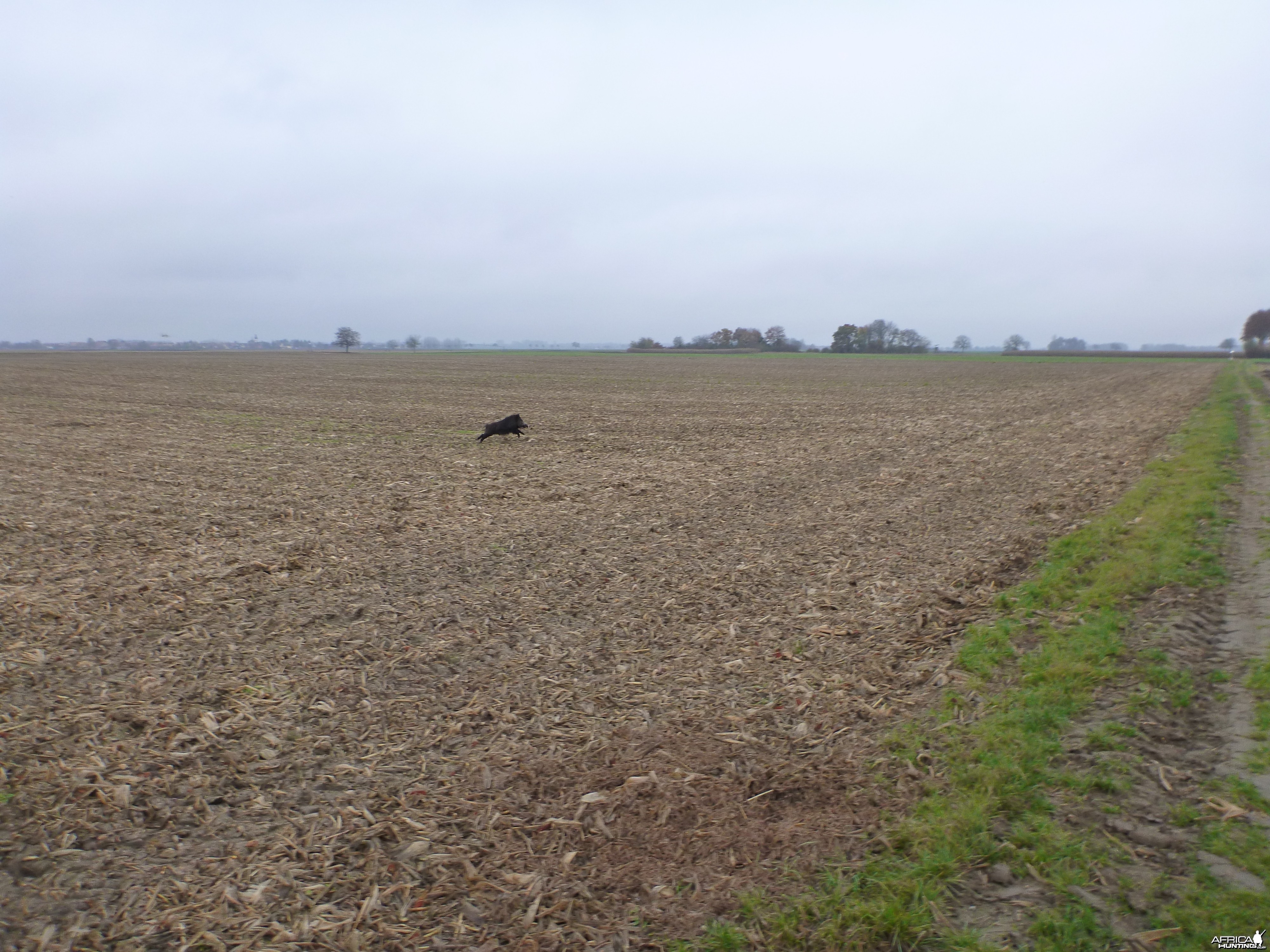 Wild Boar Hunting in France