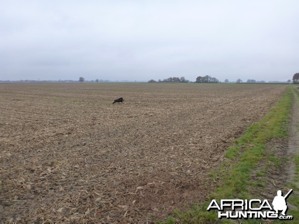 Wild Boar Hunting in France