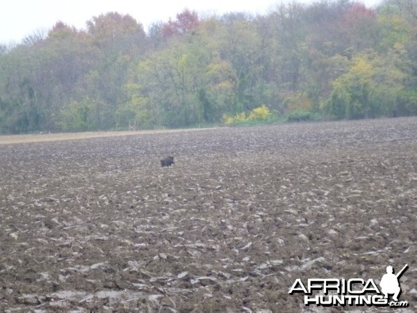 Wild Boar Hunting in France