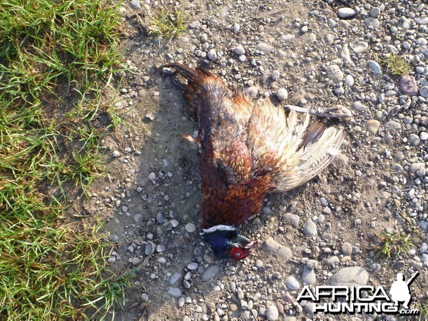 Pheasant Hunting in France