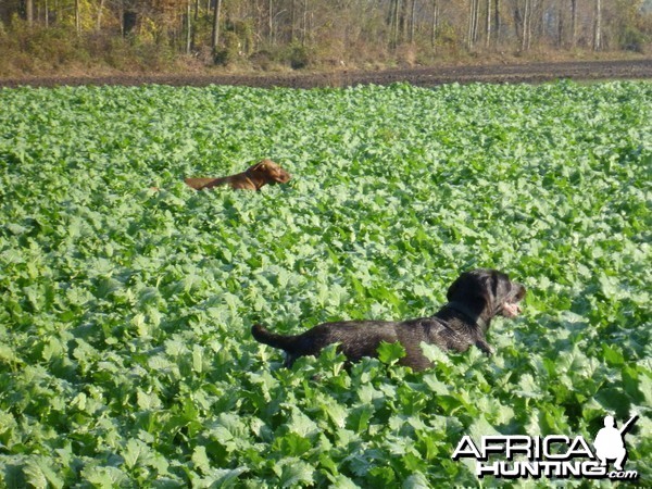 Vizslaand Drahthaar Hunting in France