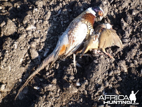 Pheasant and Partridge Hunting in France