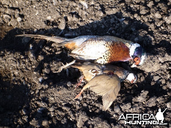 Pheasant and Partridge Hunting in France