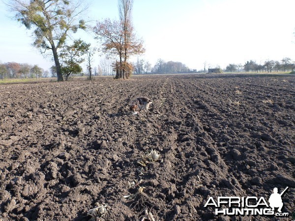 Pheasant Hunting in France