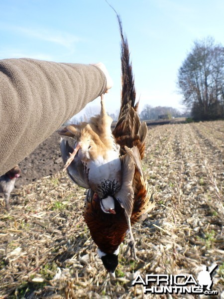 Pheasant and Partridge Hunting in France