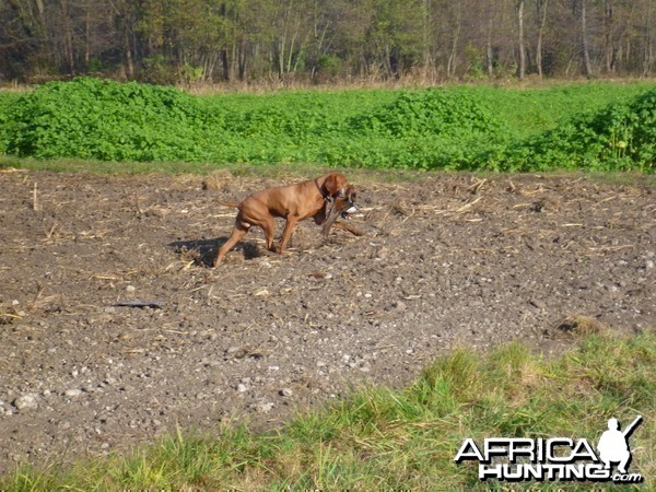 Pheasant Hunting in France