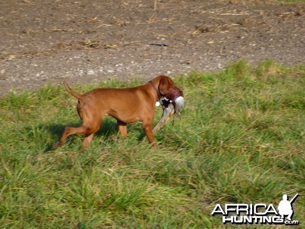 Pheasant Hunting in France