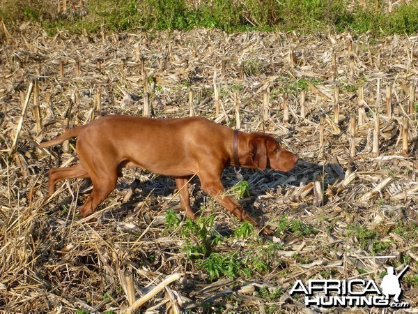 Vizsla Hunting in France