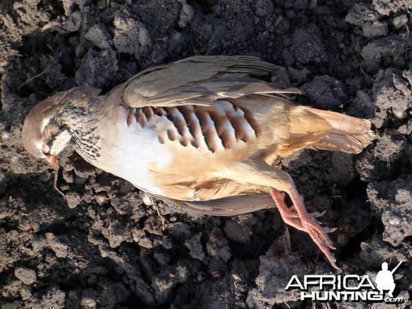 Partridge Hunting in France