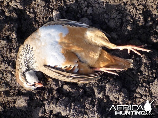 Partridge Hunting in France