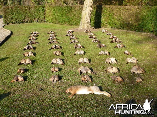 Partridge Hunting in France