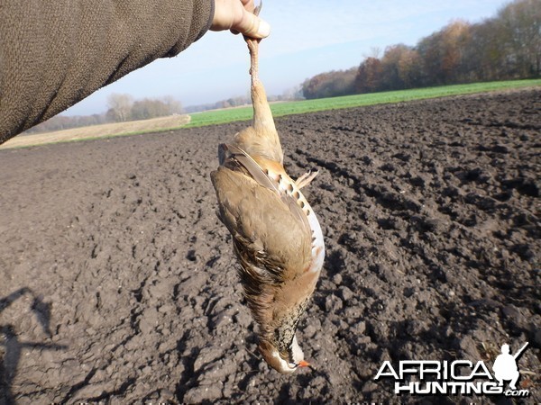 Partridge Hunting in France