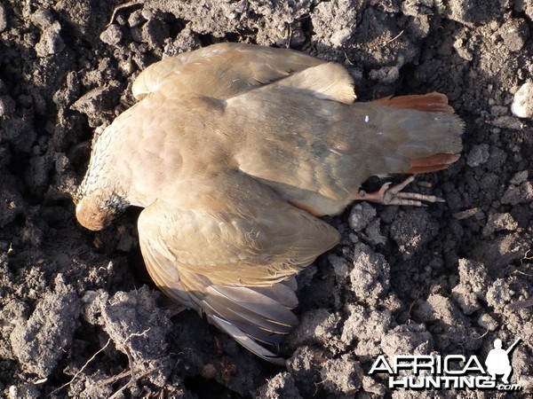 Partridge Hunting in France