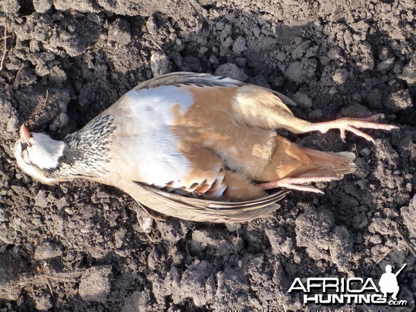 Partridge Hunting in France