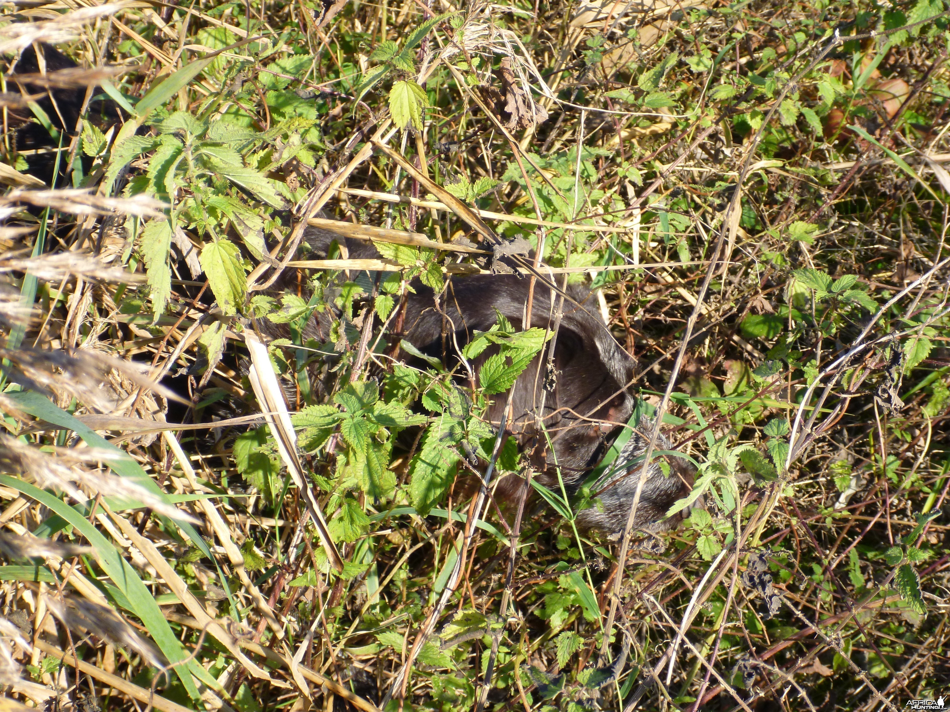 Drahthaar Hunting in France
