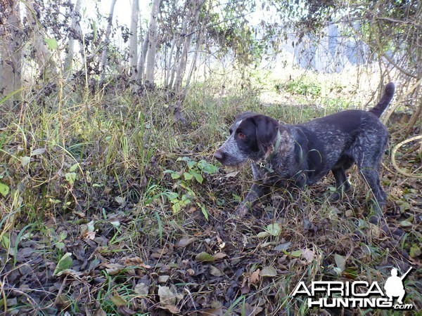 Drahthaar Hunting in France