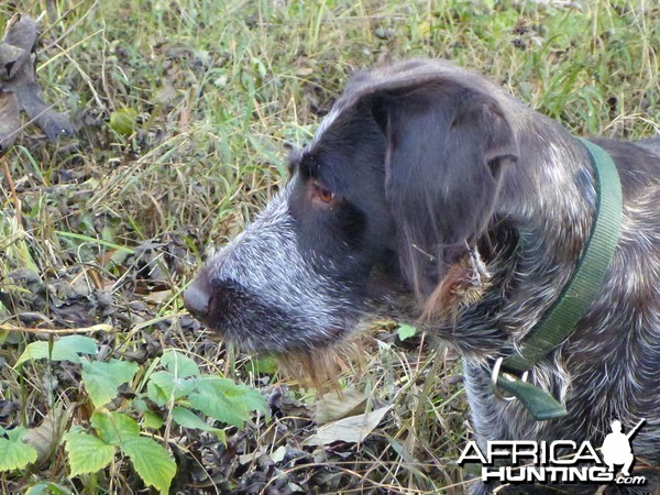 Drahthaar Hunting in France