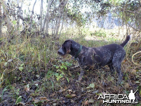 Drahthaar Hunting in France