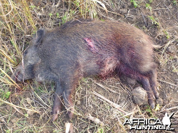 Wild Boar Hunting in France