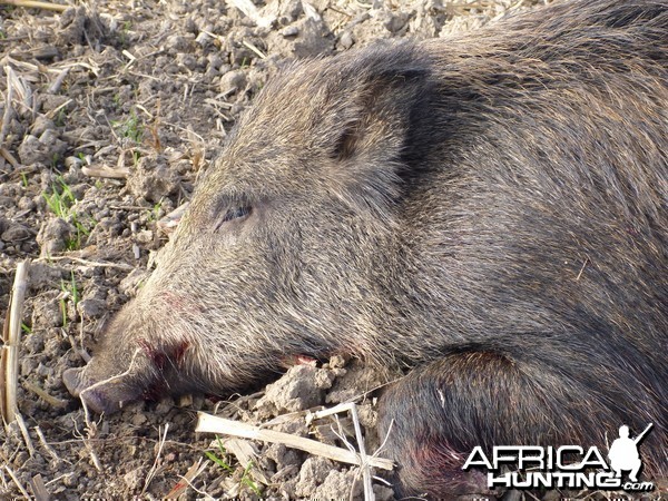 Wild Boar Hunting in France