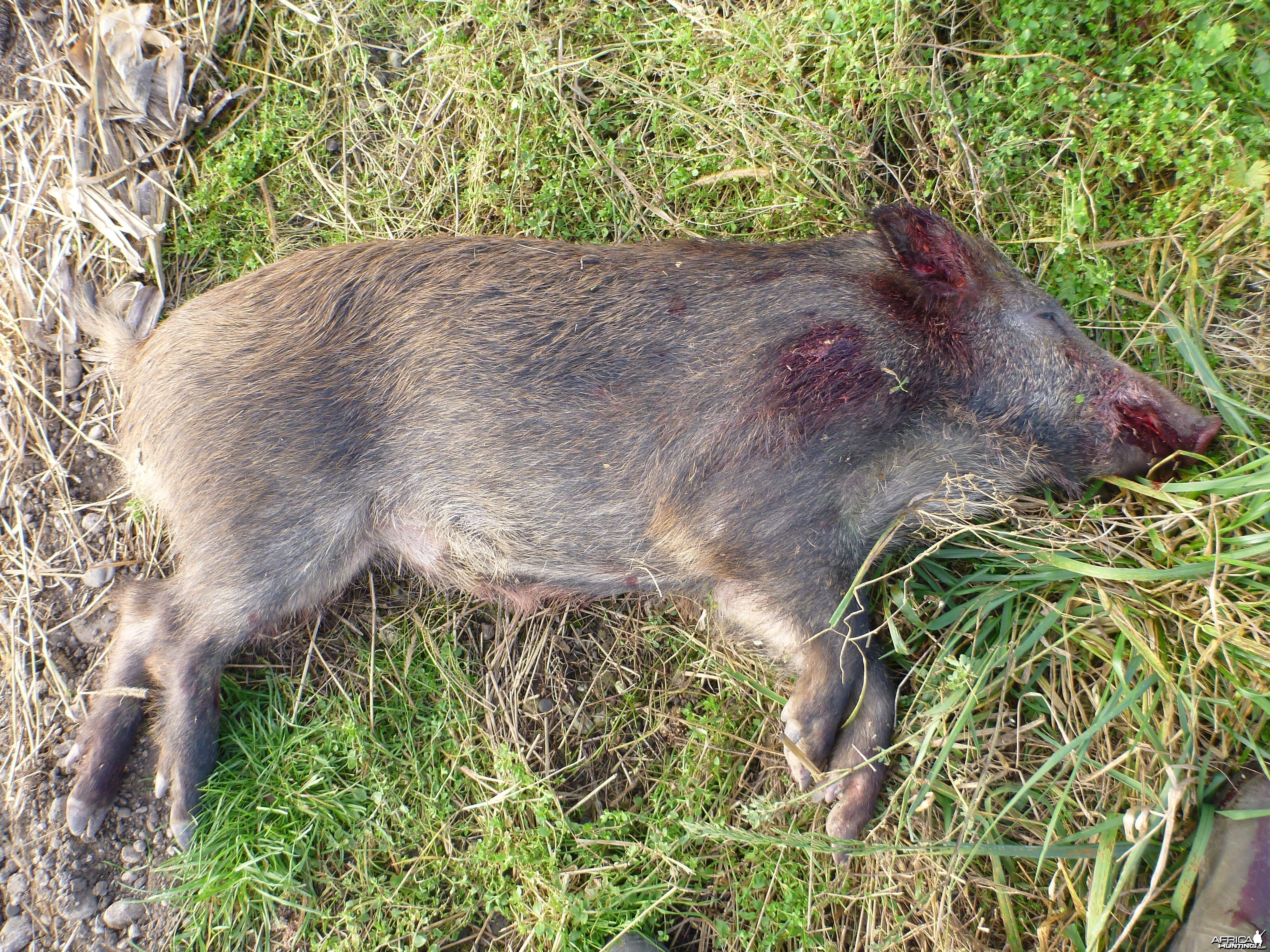 Wild Boar Hunting in France