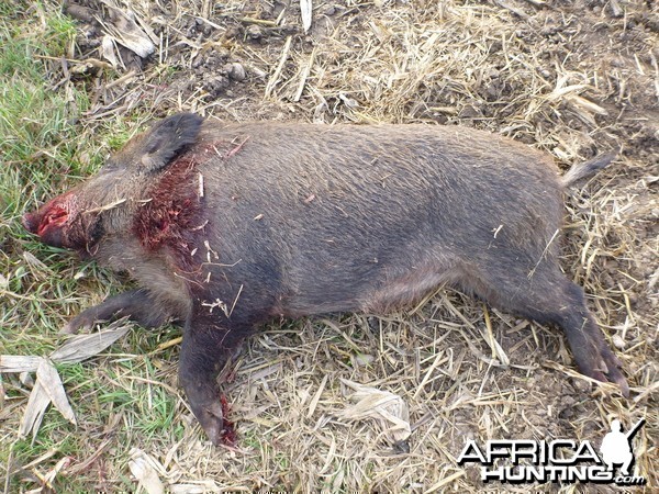 Wild Boar Hunting in France