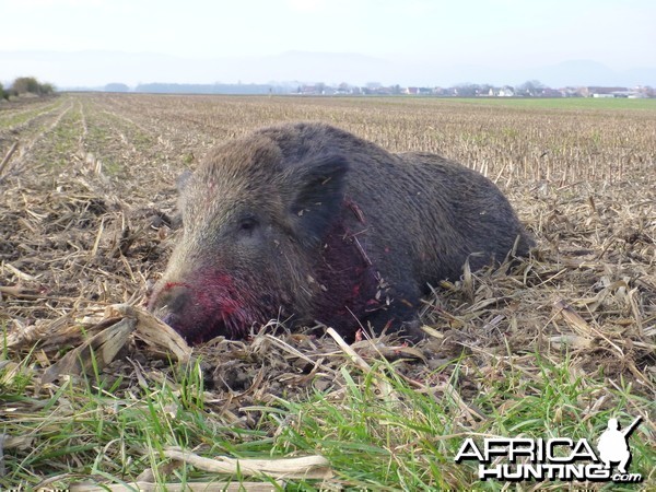 Wild Boar Hunting in France