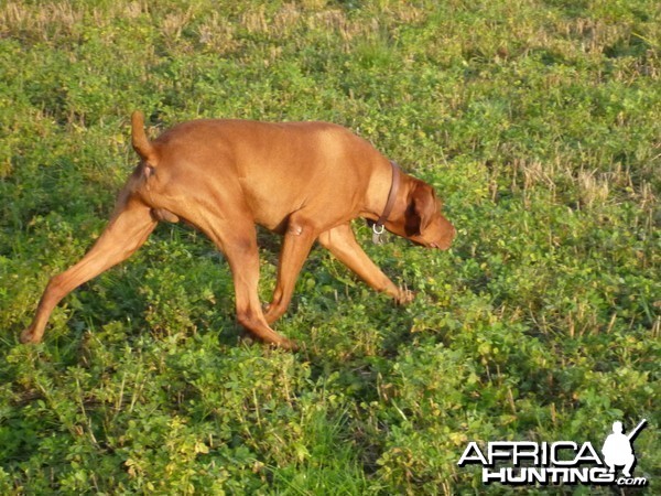 Vizsla Hunting in France