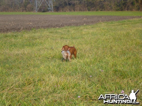 Vizsla Hunting in France