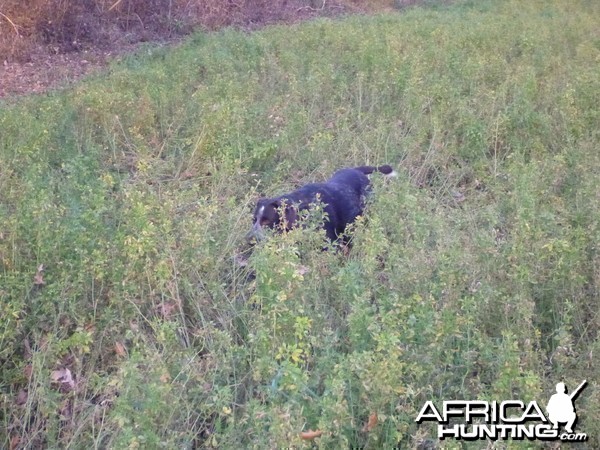 Drahthaar Hunting in France