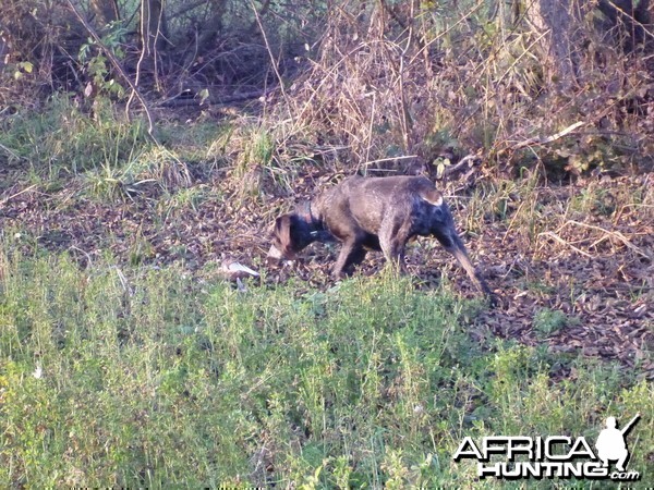 Drahthaar Hunting in France