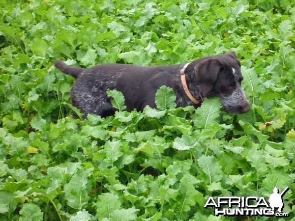 Drahthaar Hunting in France