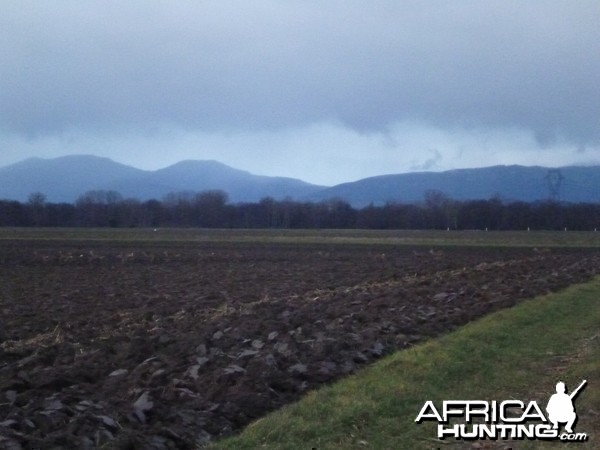 Roe Deer Hunting in France