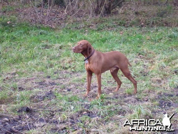 Vizsla Hunting in France