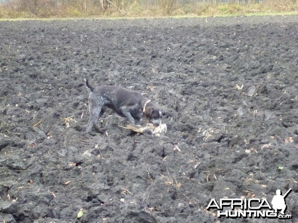 Pheasant Hunting in France