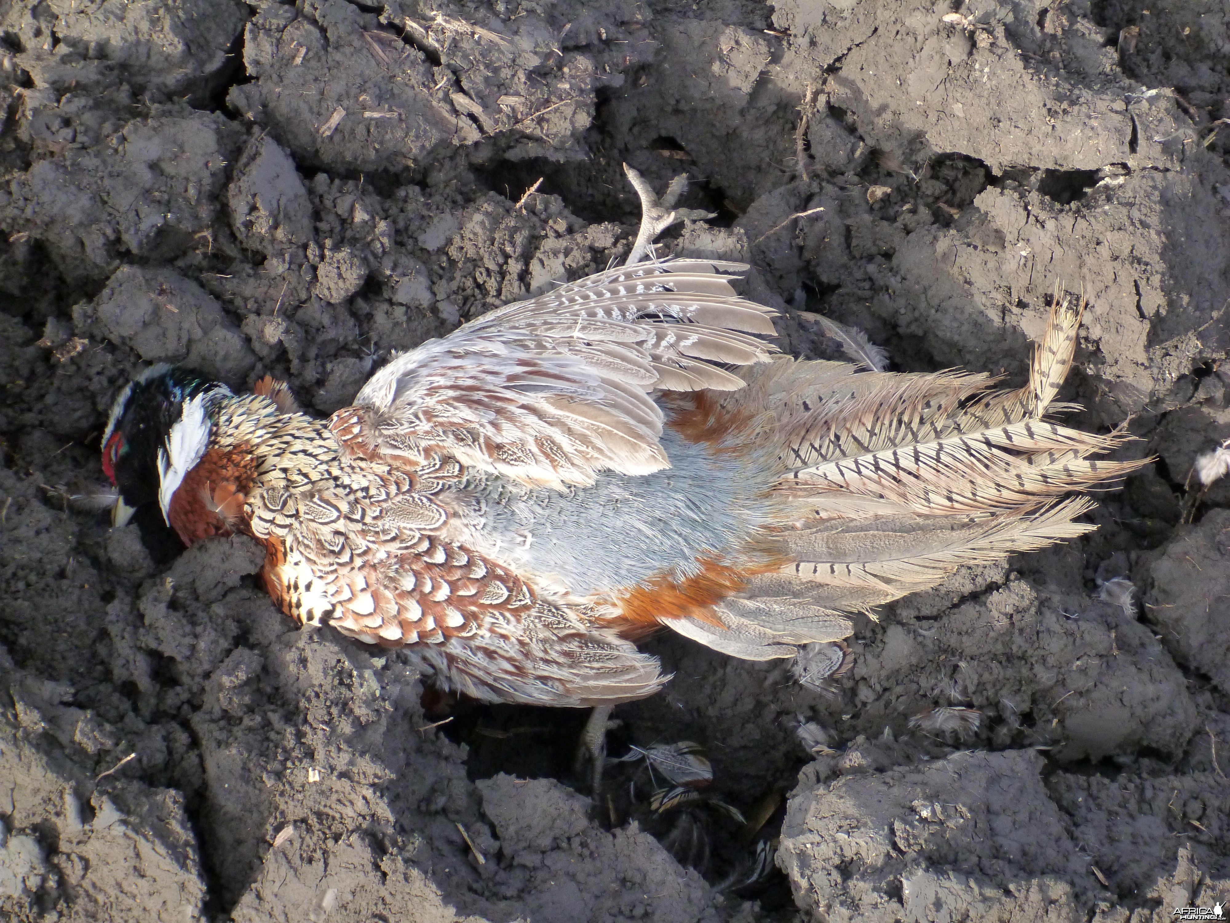 Bird Hunting in France