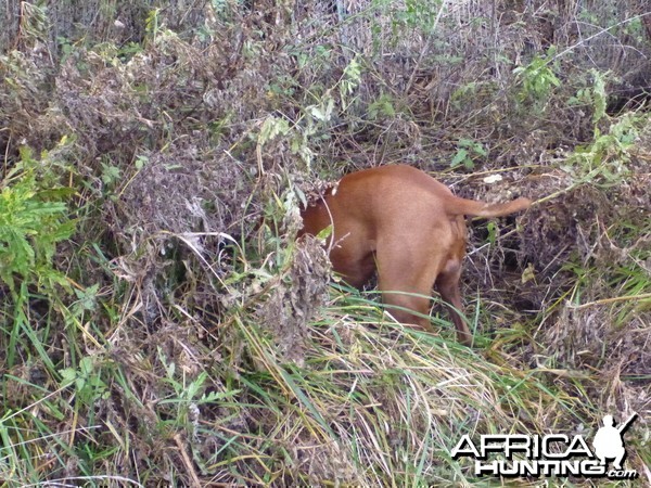 Vizsla Hunting in France