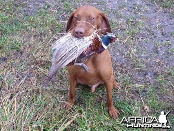 Vizsla Hunting in France