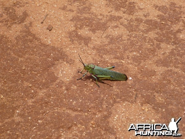 Grasshopper Namibia