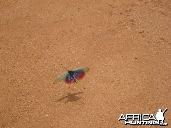 Grasshopper Namibia