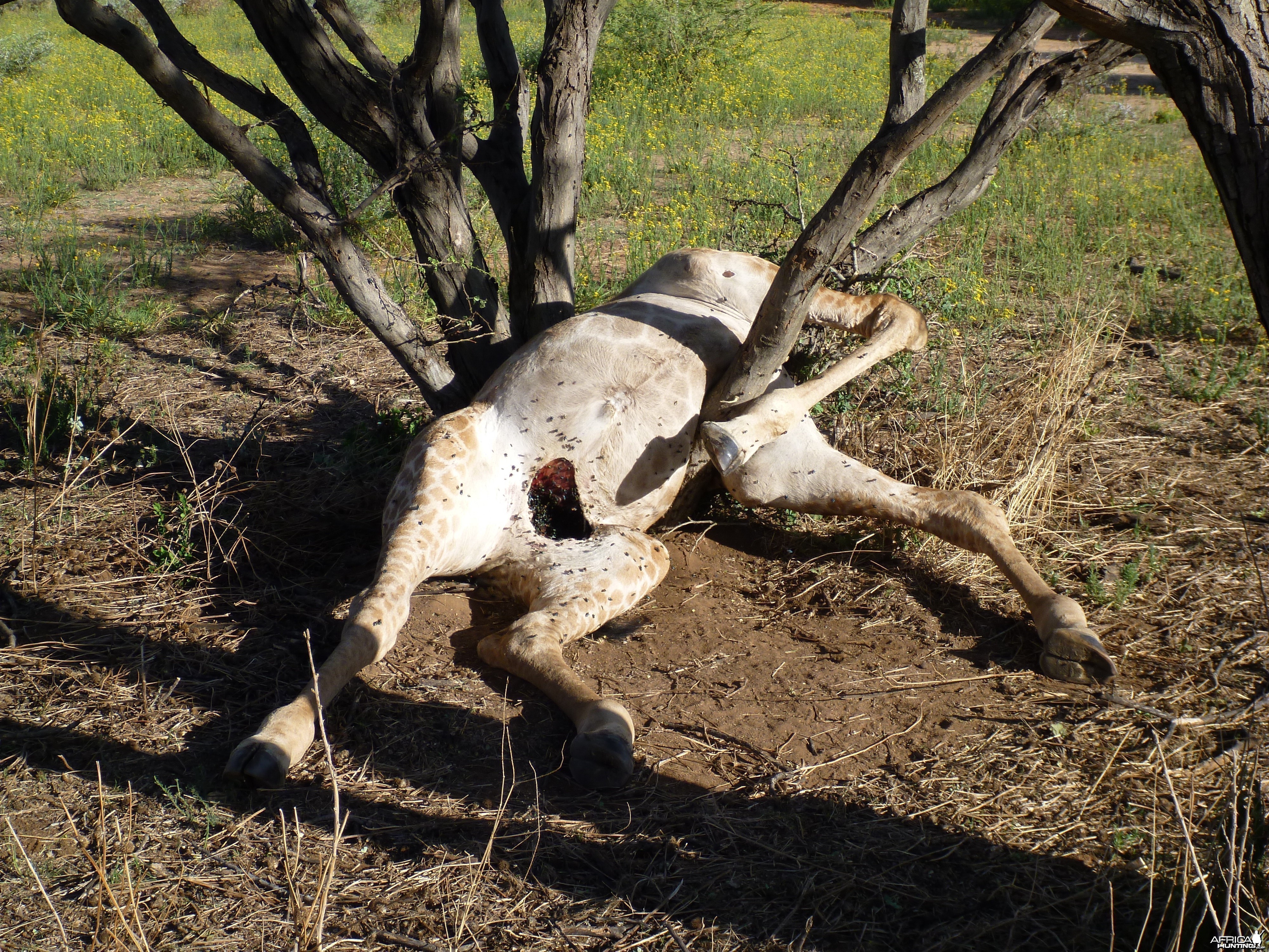 Dead Giraffe Namibia