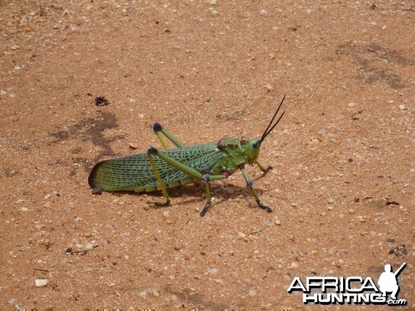 Grasshopper Namibia