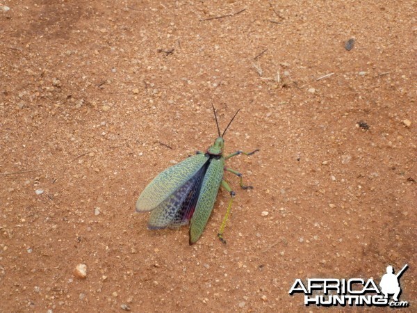 Grasshopper Namibia