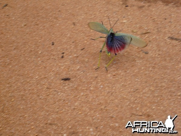 Grasshopper Namibia