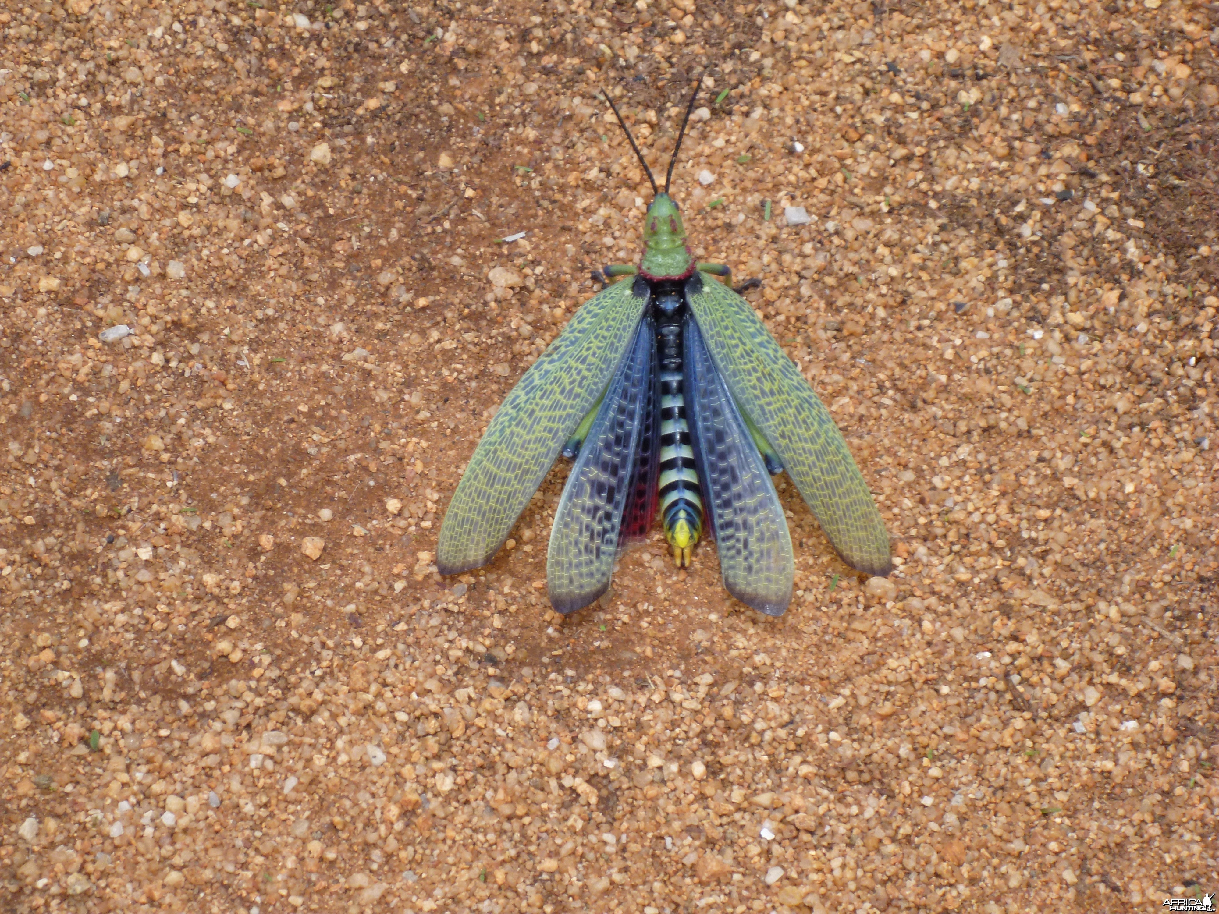 Grasshopper Namibia