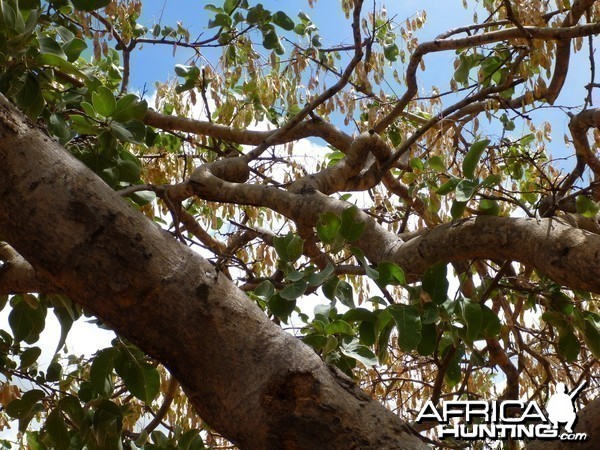 Tree Namibia